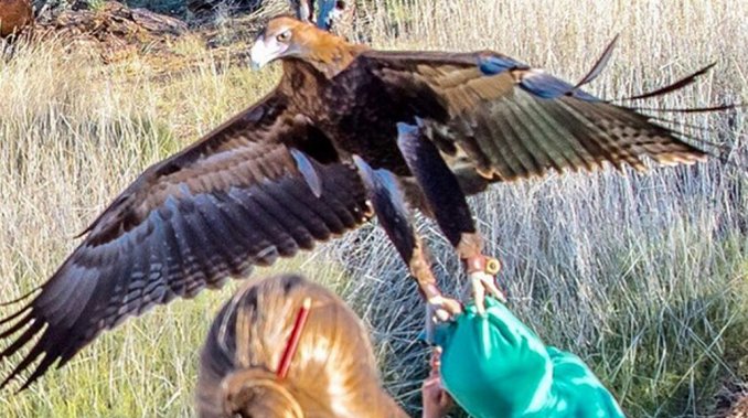El impactante momento en que un águila trata de llevarse a un nene -   - Resistencia - Chaco